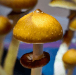 The Ultimate Guide to Finding Quality Mushroom Spores Online